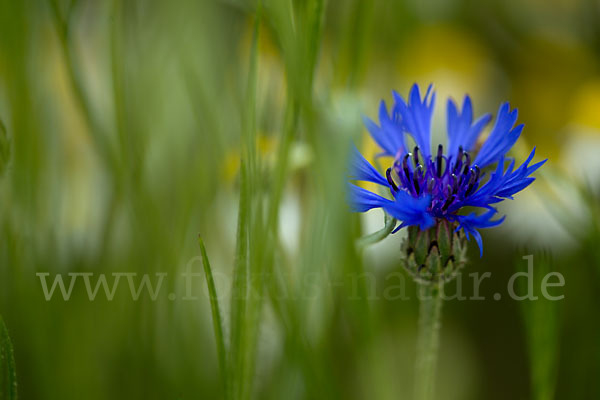 Hundskamille (Anthemis spec.)