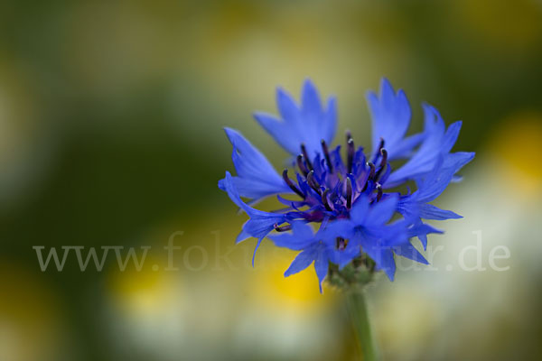 Hundskamille (Anthemis spec.)