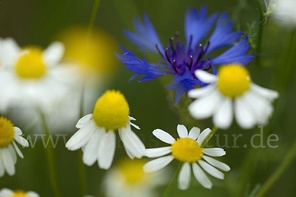 Hundskamille (Anthemis spec.)