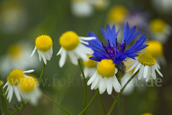 Hundskamille (Anthemis spec.)