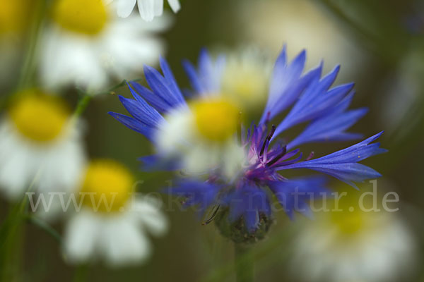 Hundskamille (Anthemis spec.)