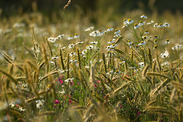 Hundskamille (Anthemis spec.)