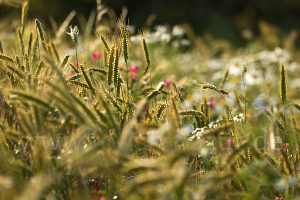 Hundskamille (Anthemis spec.)