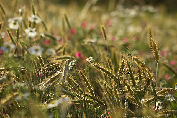 Hundskamille (Anthemis spec.)