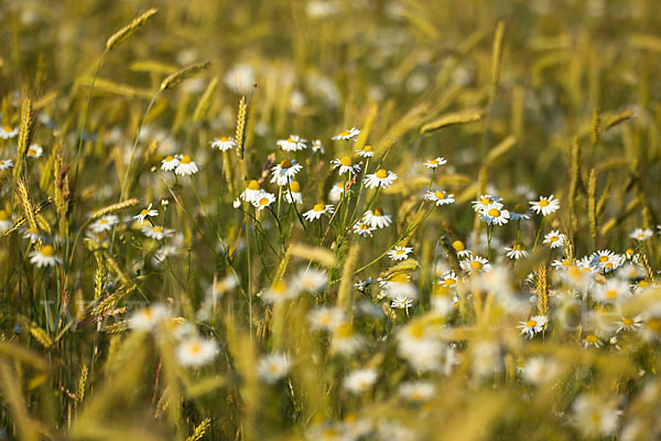 Hundskamille (Anthemis spec.)