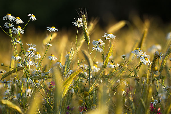 Hundskamille (Anthemis spec.)