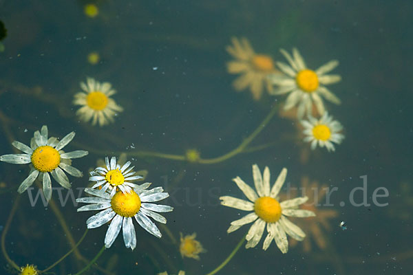 Hundskamille (Anthemis spec.)