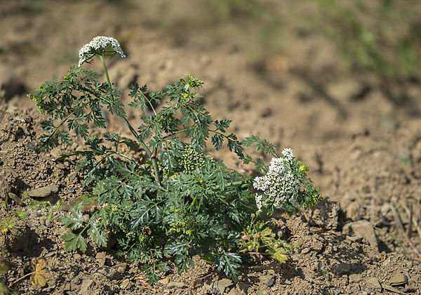 Hundspetersilie (Aethusa cynapium)