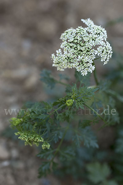 Hundspetersilie (Aethusa cynapium)