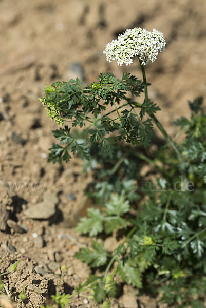 Hundspetersilie (Aethusa cynapium)