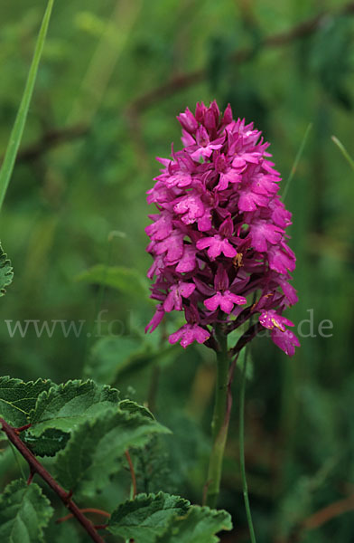 Hundswurz (Anacamptis pyramidalis)