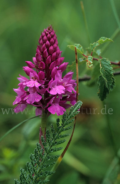 Hundswurz (Anacamptis pyramidalis)