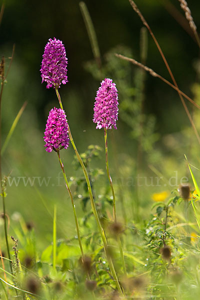 Hundswurz (Anacamptis pyramidalis)