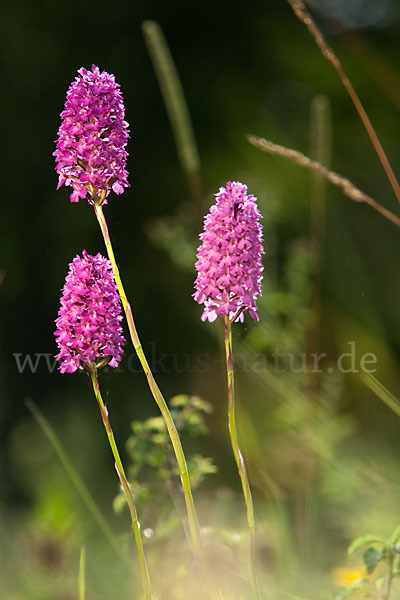 Hundswurz (Anacamptis pyramidalis)