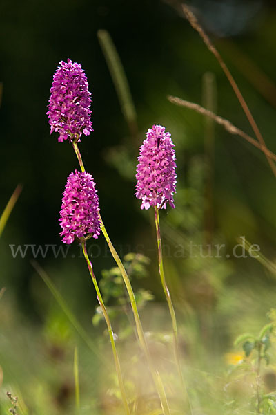 Hundswurz (Anacamptis pyramidalis)