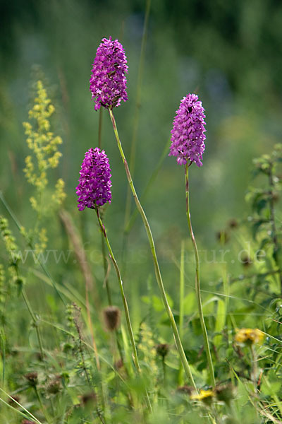 Hundswurz (Anacamptis pyramidalis)