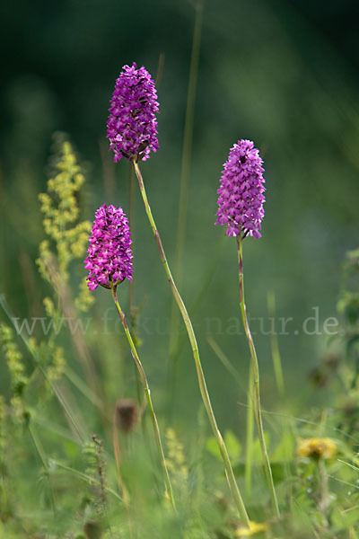 Hundswurz (Anacamptis pyramidalis)