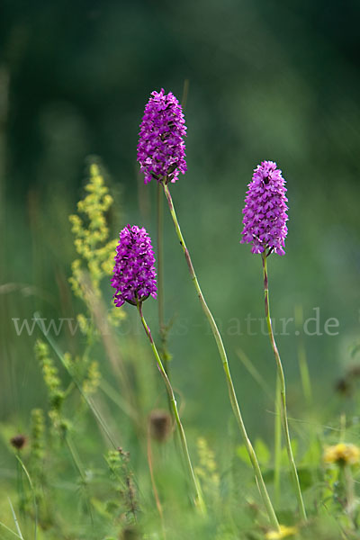 Hundswurz (Anacamptis pyramidalis)