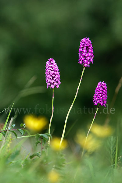 Hundswurz (Anacamptis pyramidalis)