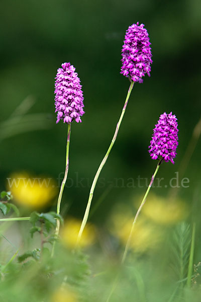 Hundswurz (Anacamptis pyramidalis)