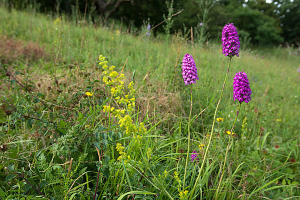 Hundswurz (Anacamptis pyramidalis)