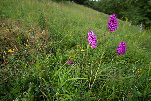 Hundswurz (Anacamptis pyramidalis)