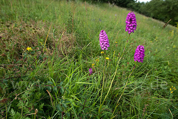 Hundswurz (Anacamptis pyramidalis)