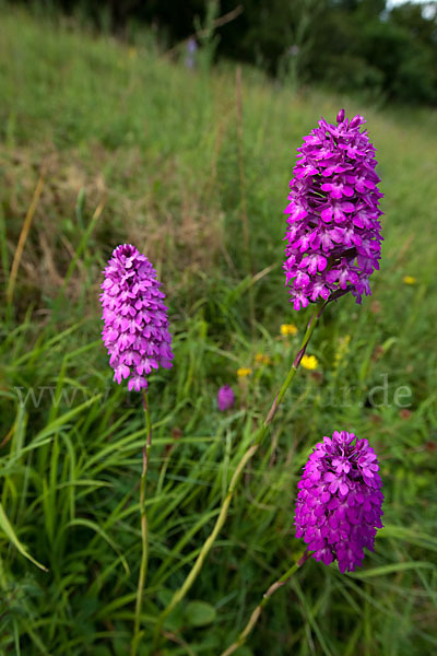 Hundswurz (Anacamptis pyramidalis)