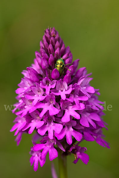 Hundswurz (Anacamptis pyramidalis)