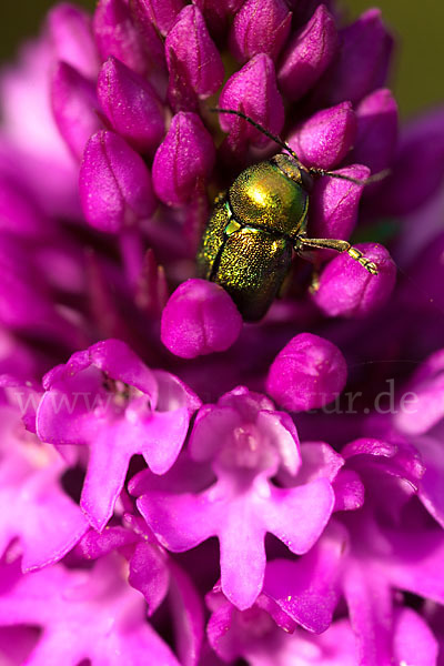 Hundswurz (Anacamptis pyramidalis)