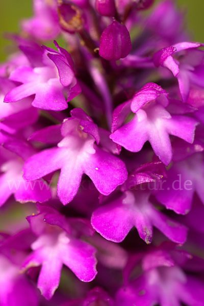 Hundswurz (Anacamptis pyramidalis)