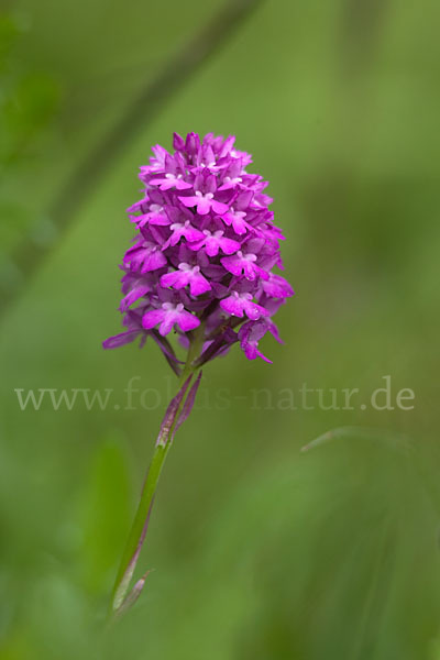 Hundswurz (Anacamptis pyramidalis)