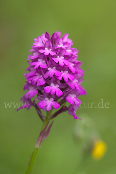 Hundswurz (Anacamptis pyramidalis)