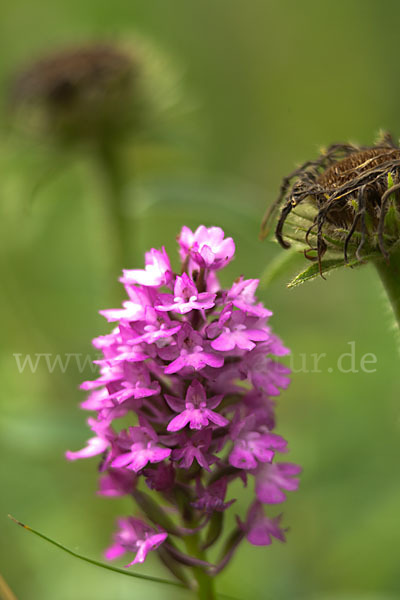 Hundswurz (Anacamptis pyramidalis)