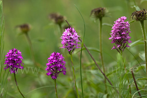 Hundswurz (Anacamptis pyramidalis)