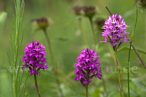 Hundswurz (Anacamptis pyramidalis)