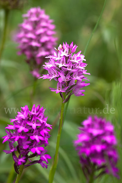 Hundswurz (Anacamptis pyramidalis)