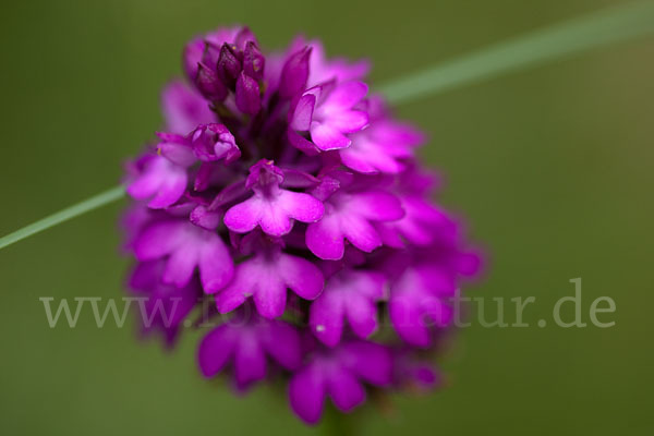 Hundswurz (Anacamptis pyramidalis)