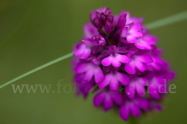 Hundswurz (Anacamptis pyramidalis)