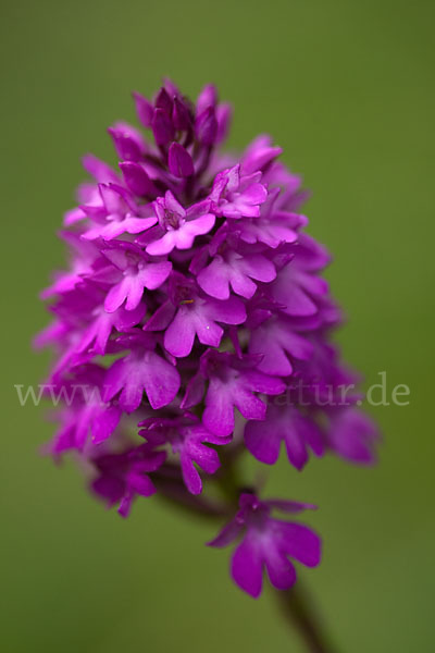 Hundswurz (Anacamptis pyramidalis)