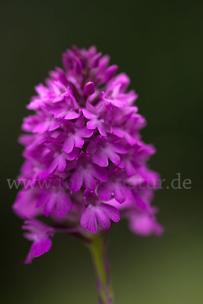 Hundswurz (Anacamptis pyramidalis)