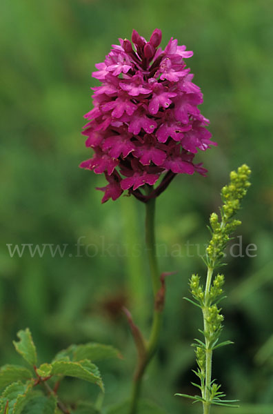 Hundswurz (Anacamptis pyramidalis)