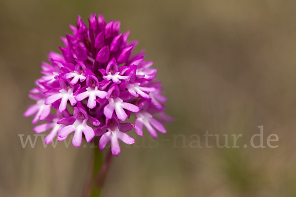 Hundswurz (Anacamptis pyramidalis)