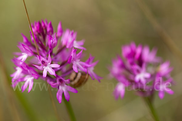 Hundswurz (Anacamptis pyramidalis)