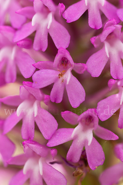 Hundswurz (Anacamptis pyramidalis)