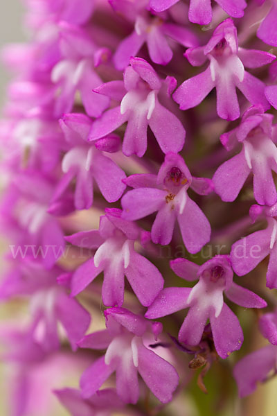 Hundswurz (Anacamptis pyramidalis)