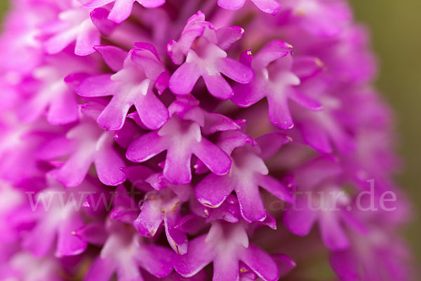 Hundswurz (Anacamptis pyramidalis)