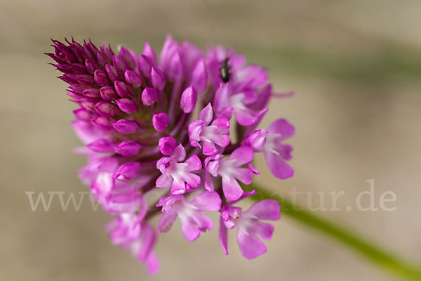 Hundswurz (Anacamptis pyramidalis)