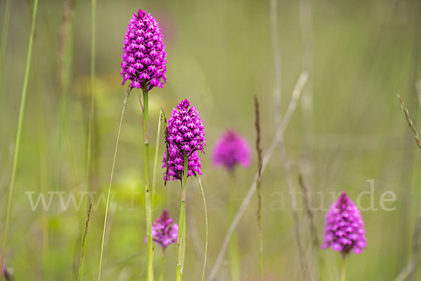 Hundswurz (Anacamptis pyramidalis)