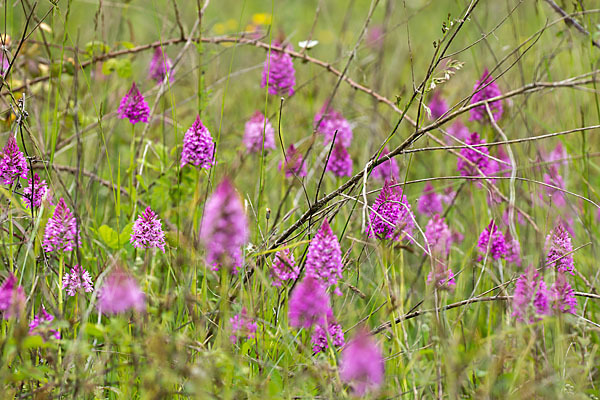 Hundswurz (Anacamptis pyramidalis)